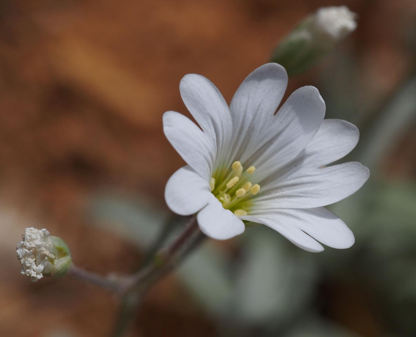 Snow-in-summer flower